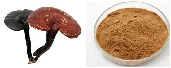 Organic Reishi Mushroom Extract Powder