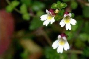 Eyebright 추출물