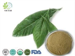 로쿼트 리프 추출물